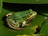 Що віщує жаба, яка застрибнула в дім: народні прикмети — Радіо ТРЕК